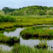 Wertheim National Wildlife Refuge