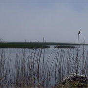 Metzger Marsh Wildlife Area, Ohio