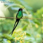 Red-Billed Streamertail (Jamaica)