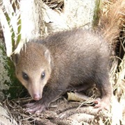 Alexander's Kusimanse