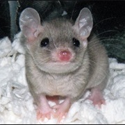 Marajó Short-Tailed Opossum