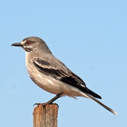 Gray Monjita (Xolmis Cinereus)