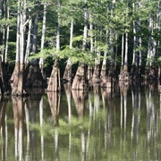 Hatchie National Wildlife Refuge