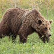 Finland, Bear Watching