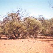 Mariala National Park (QLD)