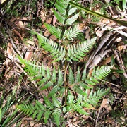 Bracken Fern (Pteridium Esculentum)