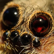 Tarantula Eye