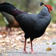 Crested Fireback