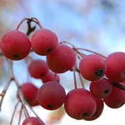 Malus Rockii