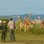 Go on a Walking Safari