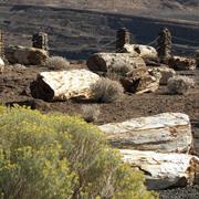 Ginkgo Petrified Forest