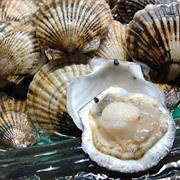 Bay Scallop