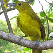 Isabela Oriole