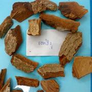 Cambodia Cinnamom (Cinnamomum Cambodianum)