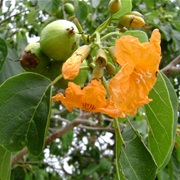 Scarlet Cordia (Cordia Sebestena)