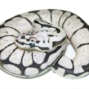 Zebra Bee Ball Python