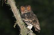 Rajah's Scops Owl