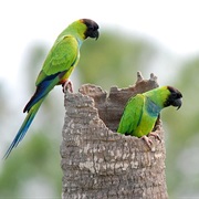 Nanday Parakeet
