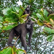 Sulawesi (Celebes, Indonesia)