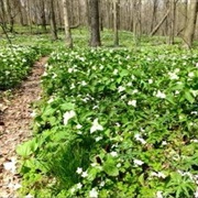 The Trillium Ravine, Niles