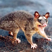Deltaic Four-Eyed Opossum