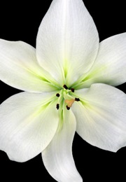 Shuraba Ga Yuku (1995)