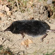 Eurasian Water Shrew