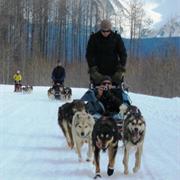Go Dogsledding