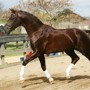 Australian Warmblood