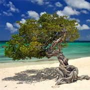 Eagle Beach, Palm-Eagle Beach, Aruba