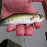 Jack MacKerel (Aka: Horse and Spanish MacKerel, Jackfish, MacKerel-Jack)