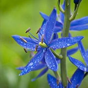Howell's Camas (Camassia Howellii)