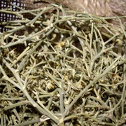 Tarhana Herb (Echinophora Sibthorpiana)