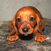 Get a Dachshund