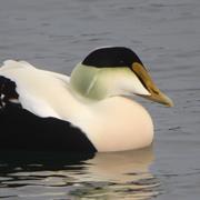 Common Eider