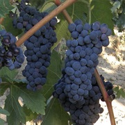 Tempranillo