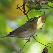 Worm-Eating Warbler