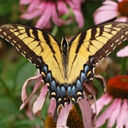Eastern Tiger Swallowtail