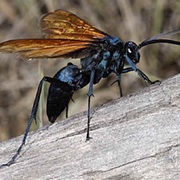 Tarantula Hawk Spider