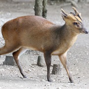 Reeves's Muntjac