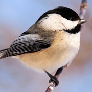 Chickadee