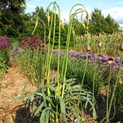 Tunceli Garlic (Allium Tuncelianum)