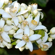 Orange Blossom