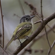 Yellow-Olive Flycatcher (Tolmomyias Sulphurescens(