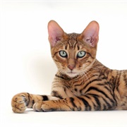 Toyger