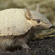 Big Hair Armadillo