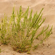 Greenstripe (Amaranthus Acanthochiton)