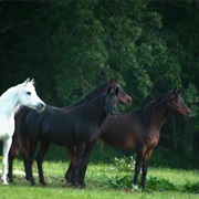 A Horse of a Different Colour