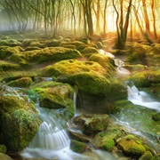Moss Swamp