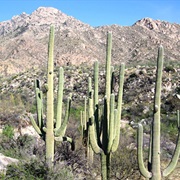 Catalina State Park, Arizona